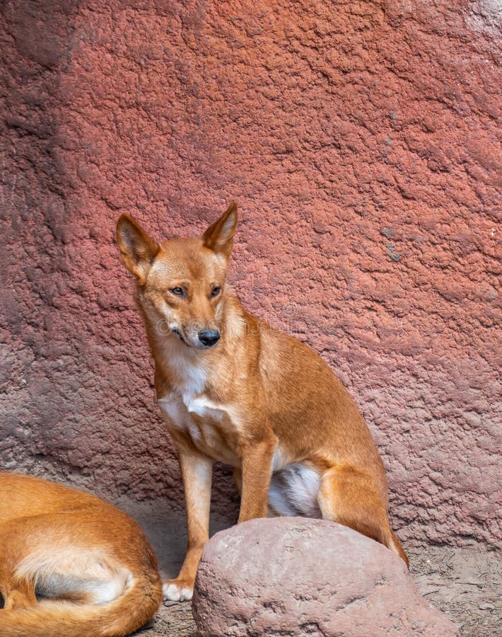 Dingo Animal Facts  Canis Lupus Dingo - A-Z Animals