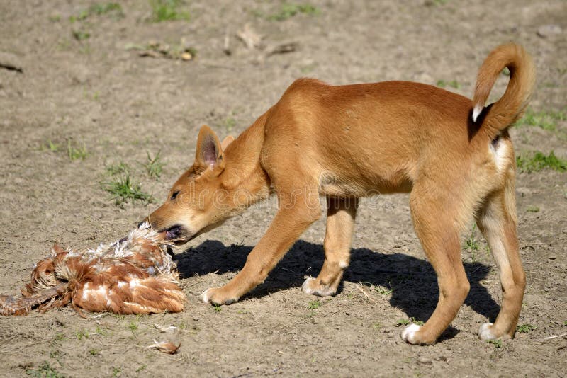 Dingo Eating Poultry Stock Image Image Of Nature Ground 37704083 dingo-eating-poultry-stock-image-image-of-nature-ground-37704083