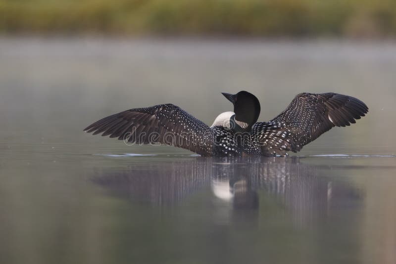 Common Loon (Gavia immer) Rising From a Misty Lake in Summer - Ontario, Canada. Common Loon (Gavia immer) Rising From a Misty Lake in Summer - Ontario, Canada