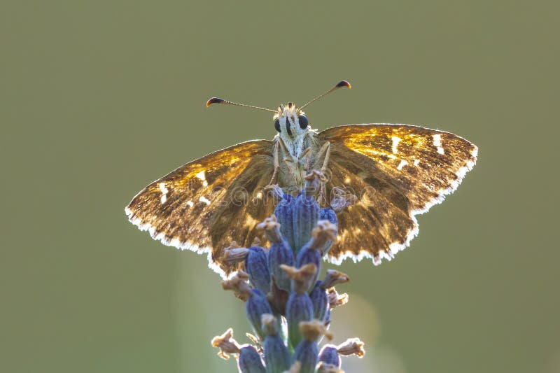 Dingy πλοίαρχος Erynnis που κολλιέται πορφυρό lavender στοκ εικόνες Dingy πλοίαρχος Erynnis που κολλιέται πορφυρό lavender στοκ εικόνες
