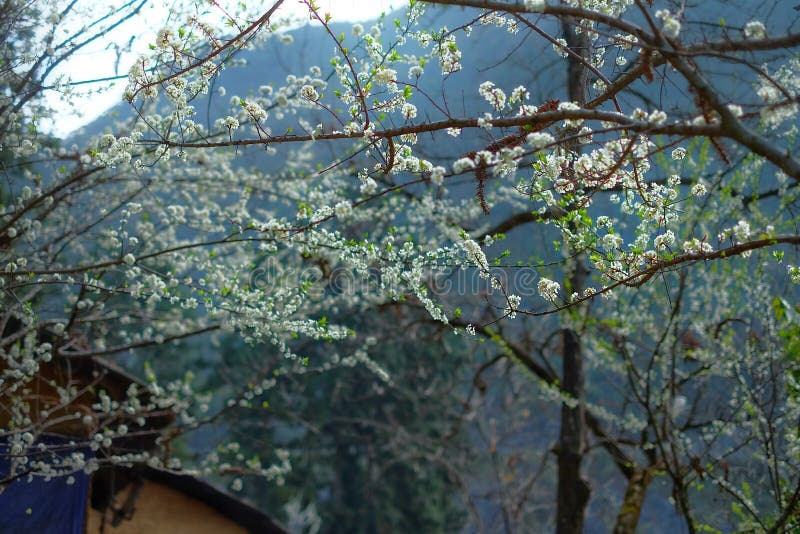 Dinh nha Vuong, Ha Giang, Vietnam