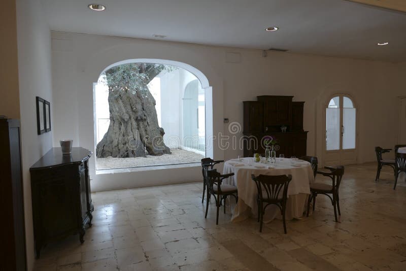 olive tree in dining room