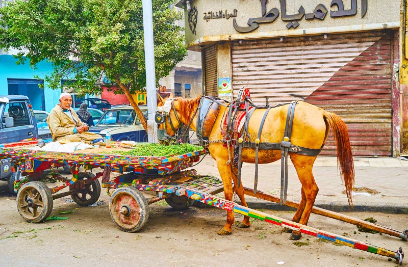 CAIRO, EGYPT - DECEMBER 22, 2017: The street vegetable vendor has a dinner, sitting on the old cart, his horse eats juicy grass from the heap on the cart, on December 22 in Cairo. CAIRO, EGYPT - DECEMBER 22, 2017: The street vegetable vendor has a dinner, sitting on the old cart, his horse eats juicy grass from the heap on the cart, on December 22 in Cairo