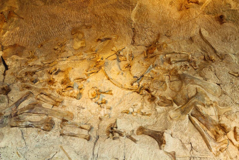 Dinosaur Bones deposited in Ancient Riverbend, Dinosaur National Monument, Utah, USA