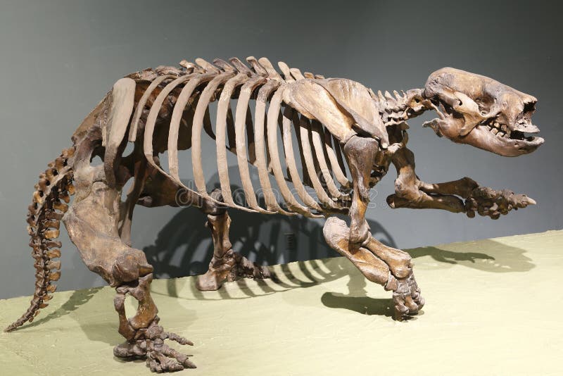 Closeup view of a standing dinosaur skeleton.