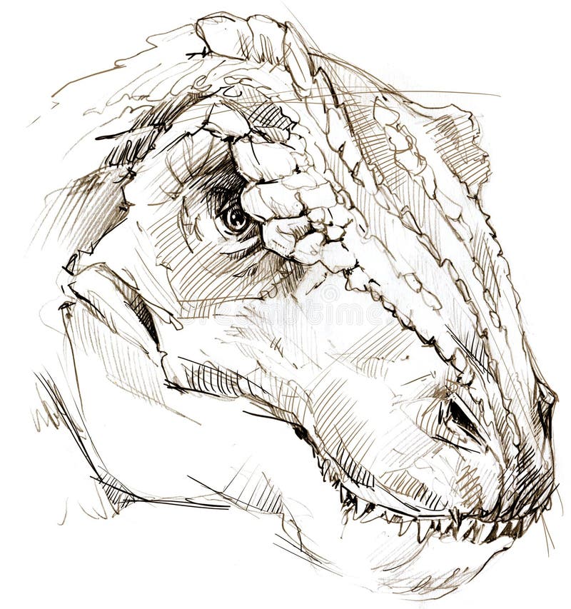 Dinosaur. Dinosaur Drawing Pencil Sketch Stock Illustration