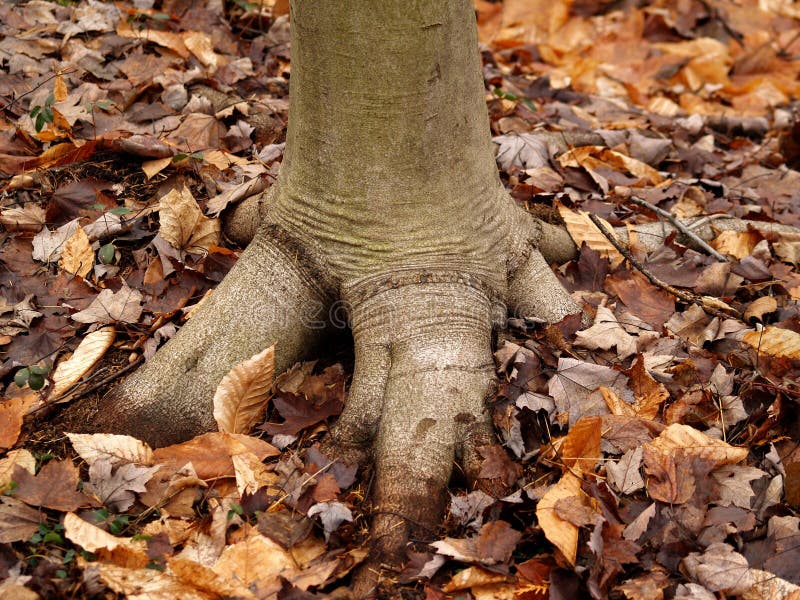 dinosaur with claw on foot