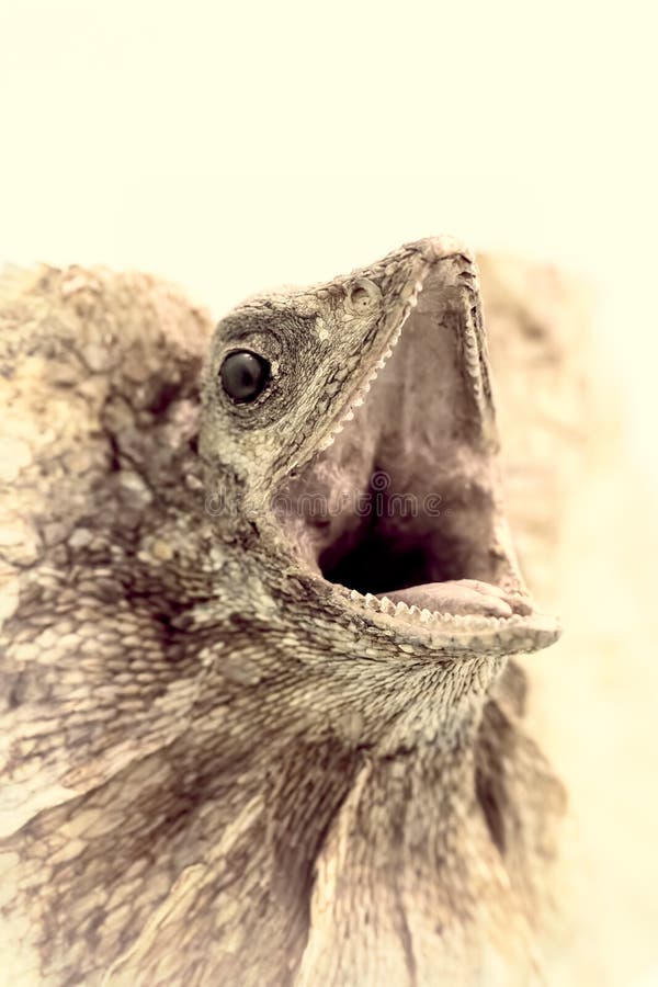 Dinosaur. Frilled lizard dragon close-up. Fierce reptile monster Chlamydosaurus kingii. Close up this little frill-necked agama lizard looks like an angry dinosaur prehistoric animal. Selective focus. Dinosaur. Frilled lizard dragon close-up. Fierce reptile monster Chlamydosaurus kingii. Close up this little frill-necked agama lizard looks like an angry dinosaur prehistoric animal. Selective focus