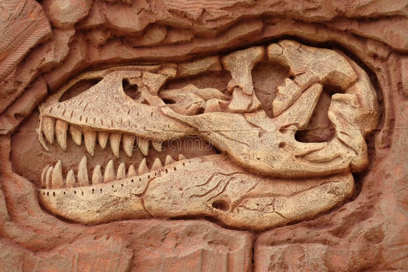 Dinosaur Head Fossil, T-rex Head Fossil Stock Photo - Image: 49195402