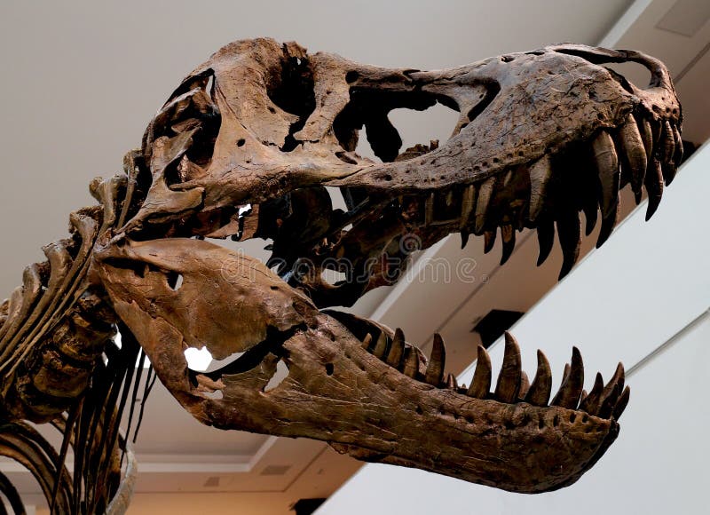 Head dinosaur skeleton in museum.