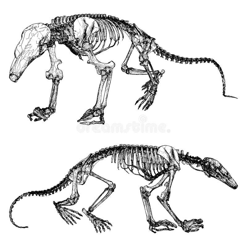 Dinosaur Skeleton Vector. Illustration Isolated on White Background ...