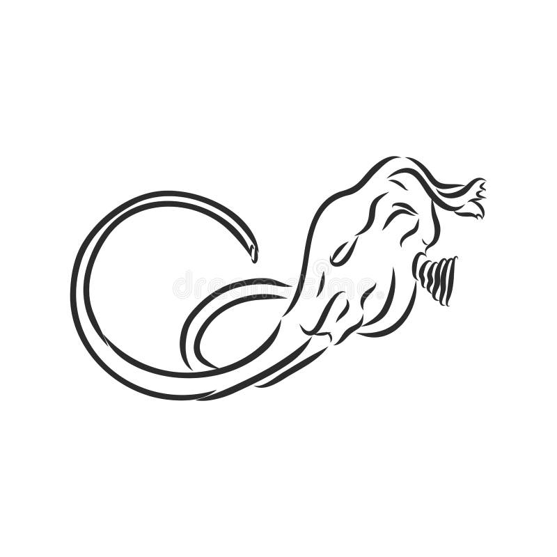 Dinosaur Skull. Drawing of T-Rex Skull Dinosaur Skeleton Vector Stock