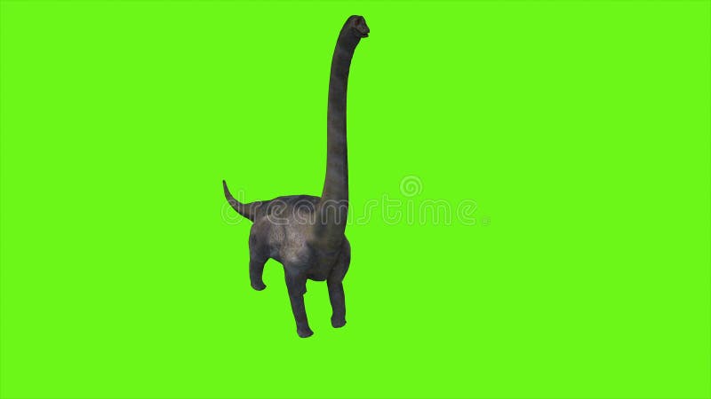 Dinosaurie Braquiossauro på den gröna skärmen framförande 3d vektor illustrationer Dinosaurie Braquiossauro på den gröna skärmen framförande 3d vektor illustrationer