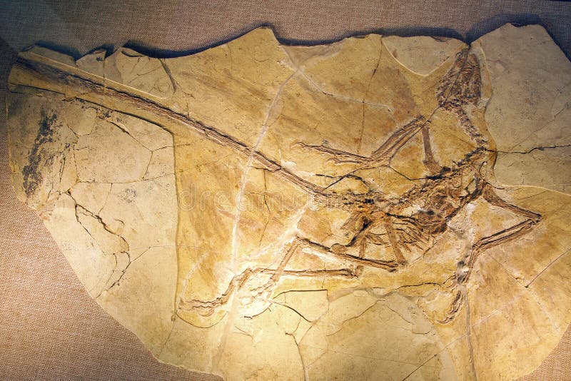 Dinosauriefossil