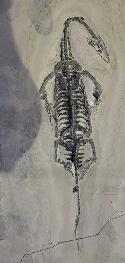 Dinosauriefossil arkivfoto Dinosauriefossil arkivfoto