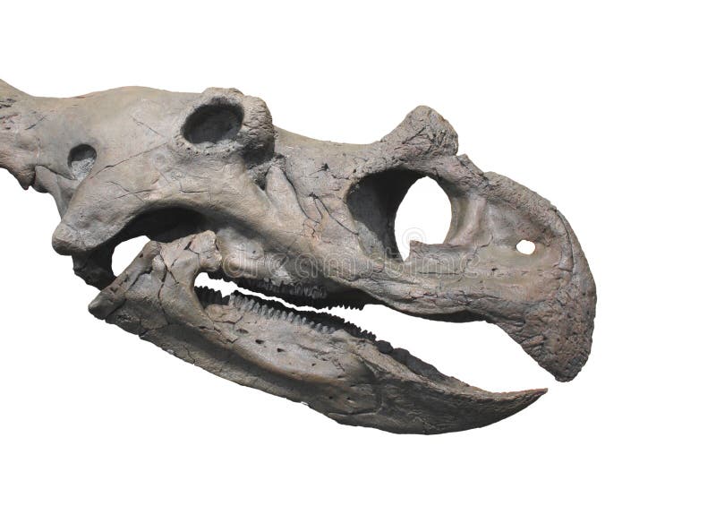 Dinosaurierfossil-Kopfschädel getrennt. lizenzfreie stockfotografie Dinosaurierfossil-Kopfschädel getrennt. lizenzfreie stockfotografie