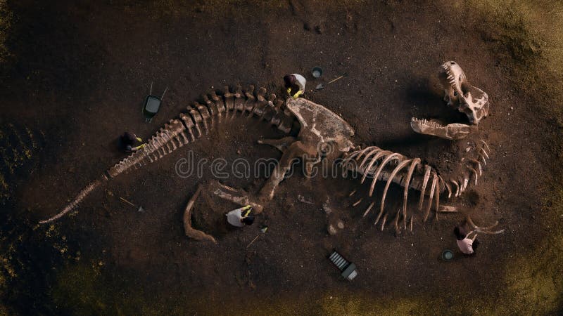 Dinosaur fossil Tyrannosaurus Rex found by archaeologists in a desert region. Dinosaur fossil Tyrannosaurus Rex found by archaeologists in a desert region