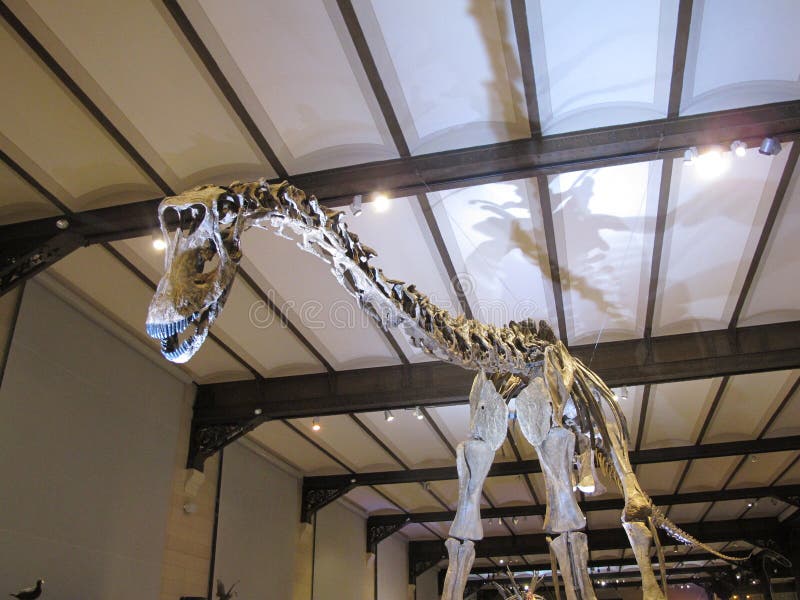 Dinossauro assustador fotografia de stock Dinossauro assustador fotografia de stock