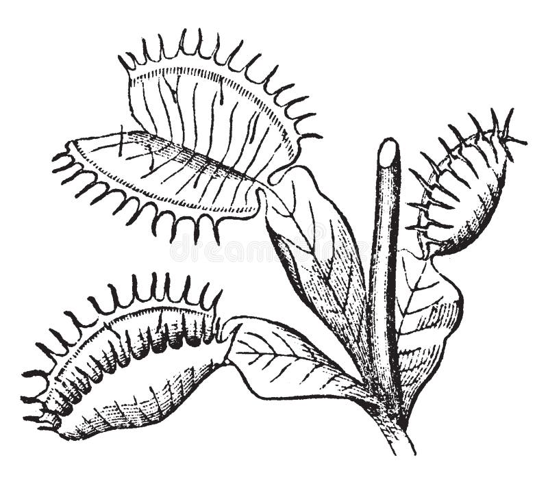 Dionaea vintage illustration