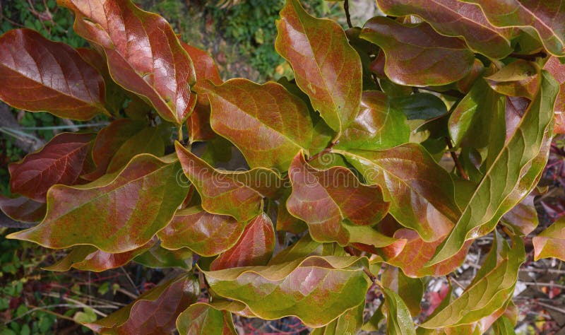 Diospyros kaki, žerucha, listy stromu