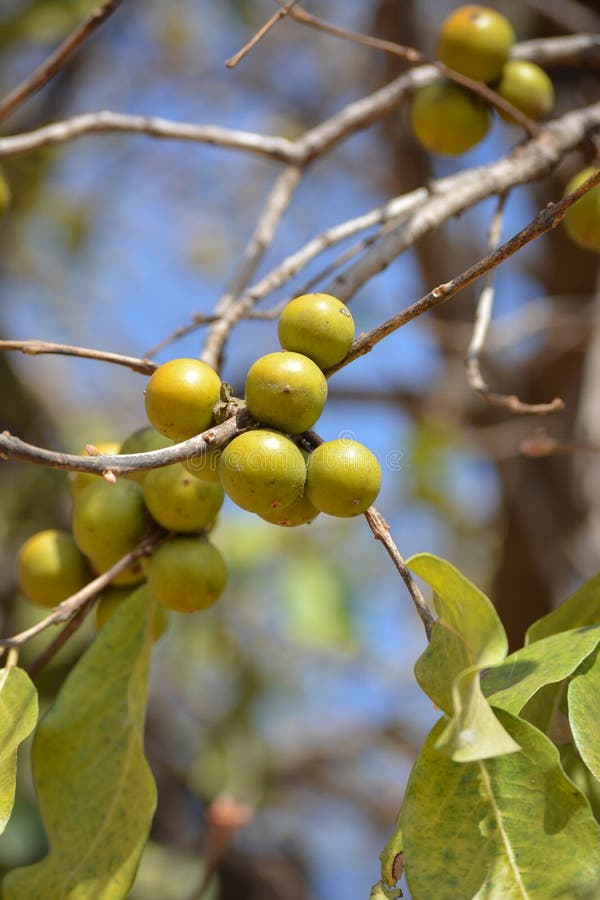 Closeup of Tendu or Diospyros Melanoxylon or Persimmon Fruit. Stock ...