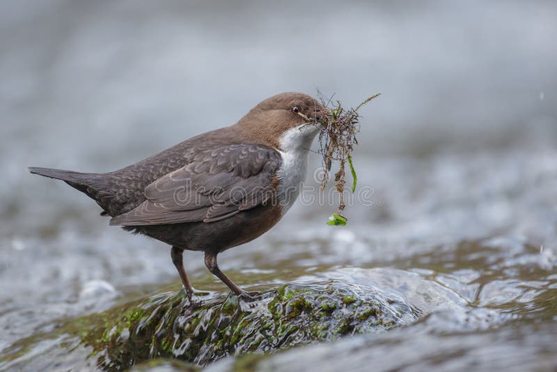 Dipper Branco-throated imagem de stock royalty free Dipper Branco-throated imagem de stock royalty free