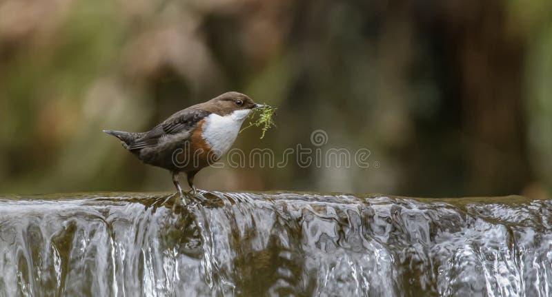 Dipper op een waterval royalty-vrije stock foto's Dipper op een waterval royalty-vrije stock foto's