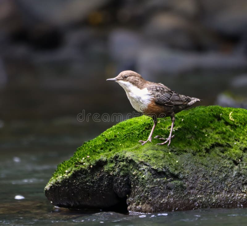 Dipper on the River Cynon, South Wales royalty free stock image