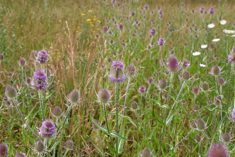 Dipsacus fullonum. Green wild Teasel or thistle, spiky plant with thorn on a meadow