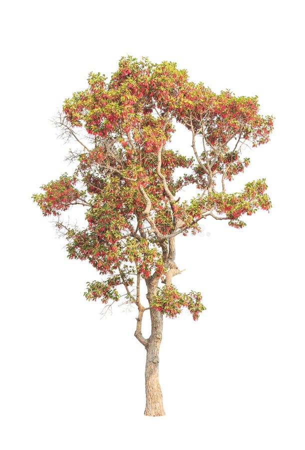 Dipterocapus Intricatus, arbre tropical de floraison images libres de droits Dipterocapus Intricatus, arbre tropical de floraison images libres de droits