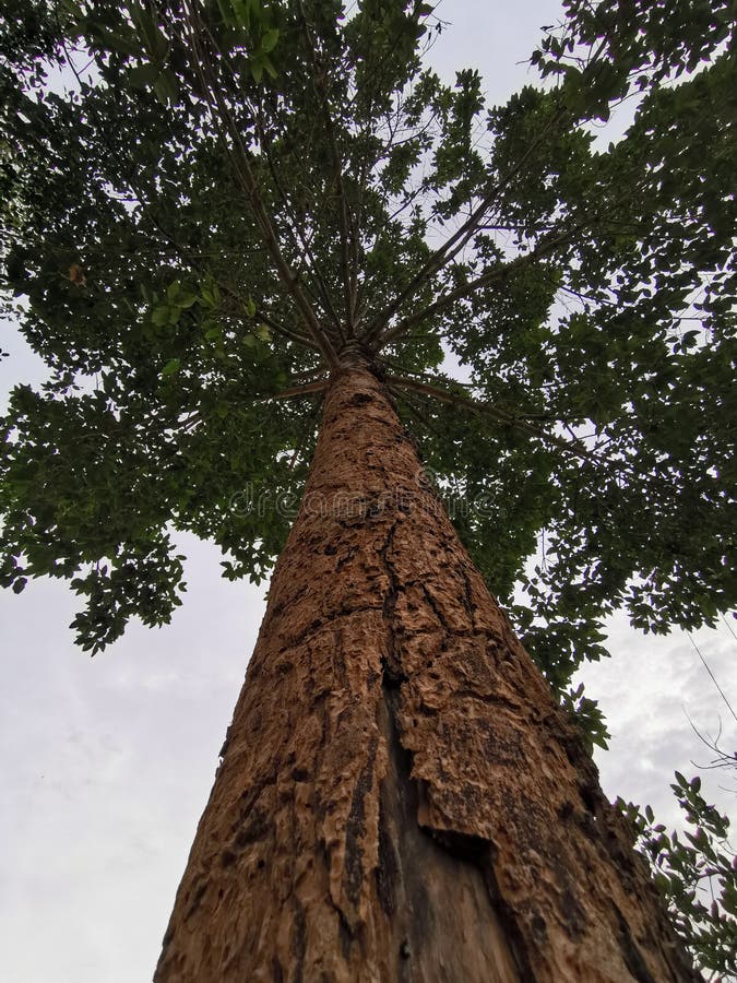 Dipterocarpus Alatus images libres de droits Dipterocarpus Alatus images libres de droits