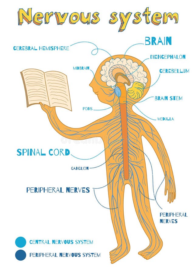 Dirigez l'illustration de bande dessinée du système nerveux humain pour des enfants illustration libre de droits Dirigez l'illustration de bande dessinée du système nerveux humain pour des enfants illustration libre de droits