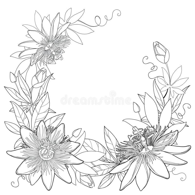 dirigez la guirlande avec le feuillage de lierre ou hedera d ensemble feuille fleurie et vigne dans noir isolem illustration vecteur du liane lame 98937840 coloriage fleurs vintage