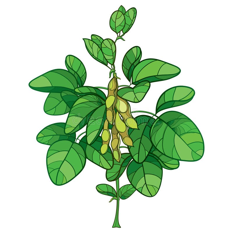 Dirigez le groupe avec la plante de haricot de soja ou de soja d'ensemble avec les cosses mûres et la feuille verte fleurie d'iso