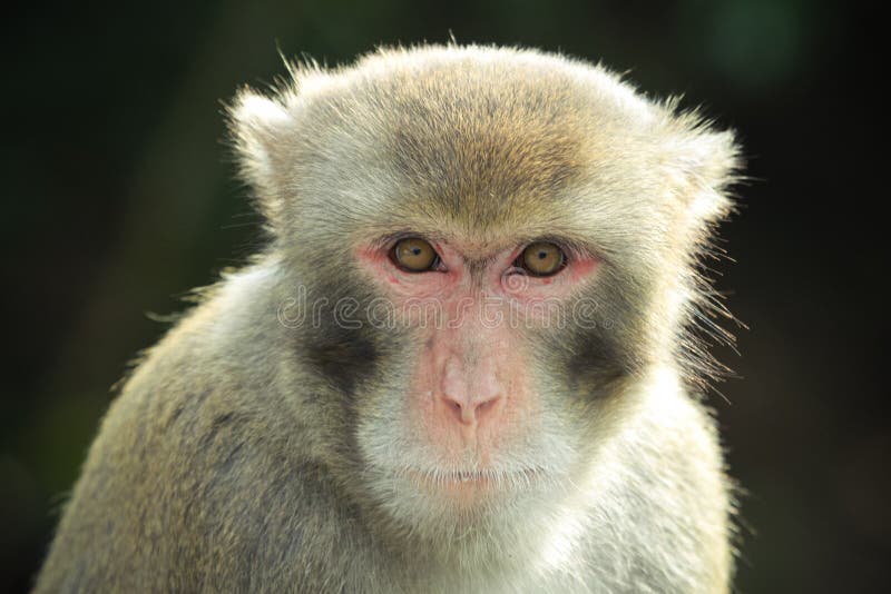 A crab-eating macaque with a direct look into the camera. A crab-eating macaque with a direct look into the camera