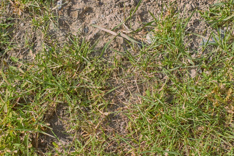 Grass Black Dirt Foilage Texture Mix with Big Plant Leaves and Grass