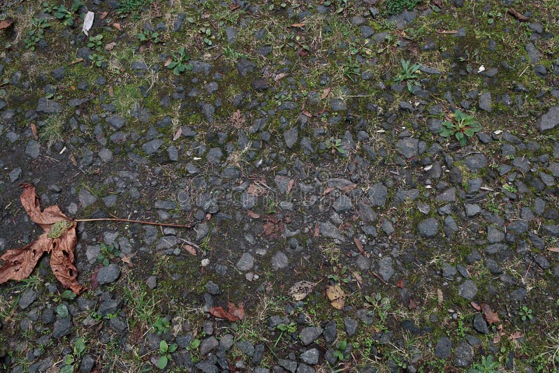 The Dirt And Gravel Road Washed By The Rain Stock Photo Image of