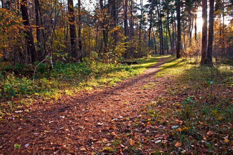 Dirt path in autumn forest