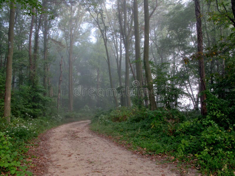 Dirt Path in Forest Woods with Mist