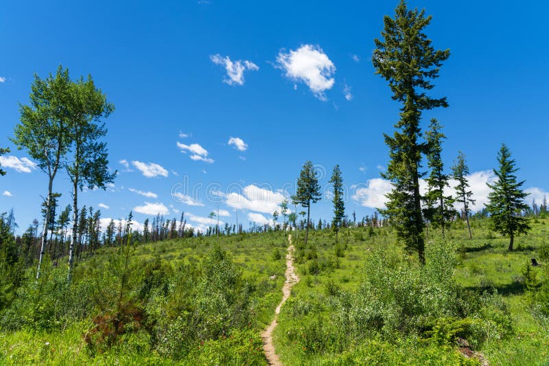 Dirt Path Leading into the Forest in Jasper National Park, Alberta, Canada. stock photo