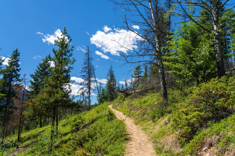 Dirt Path Leading into the Forest in Jasper National Park, Alberta, Canada. stock images
