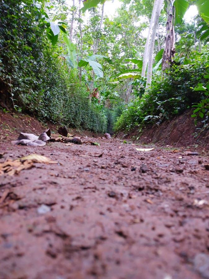 Dirt Path Leading To the Garden with Lots of Trees Stock Photo Image