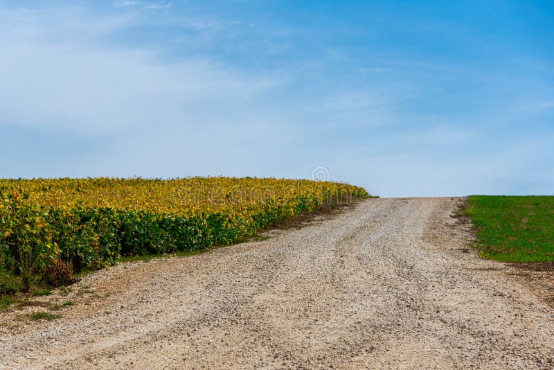 Dirt Road In Agricultural Production Area Stock Photo Image Of Farm