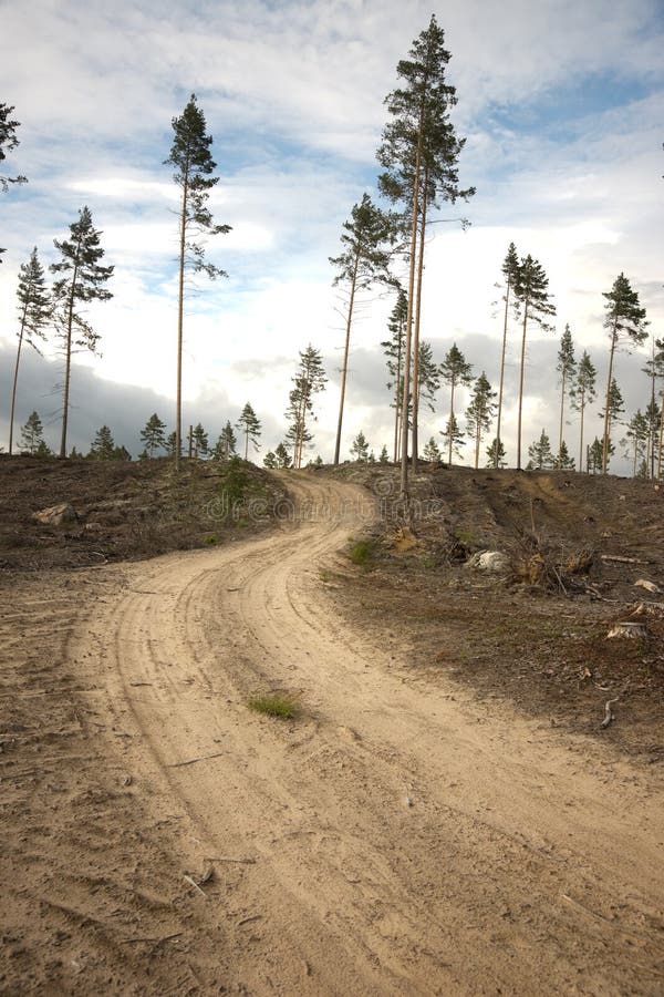 Dirt road in clearing