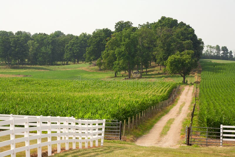 Dirt road and a corn field.