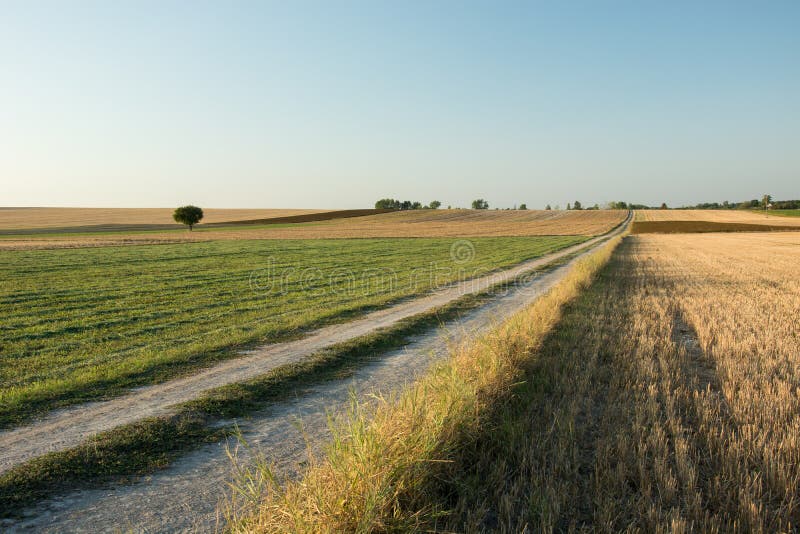 Dirt Road Through Fields, Trees On The Horizon And Clear Sky Stock