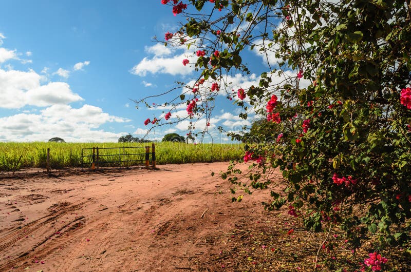 Dirt road with flowers stock photo. Image of forest, tree 88649550