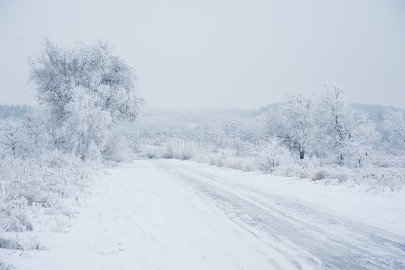 Dirt Road In The Forest In Winter Stock Photo Image Of Frozen