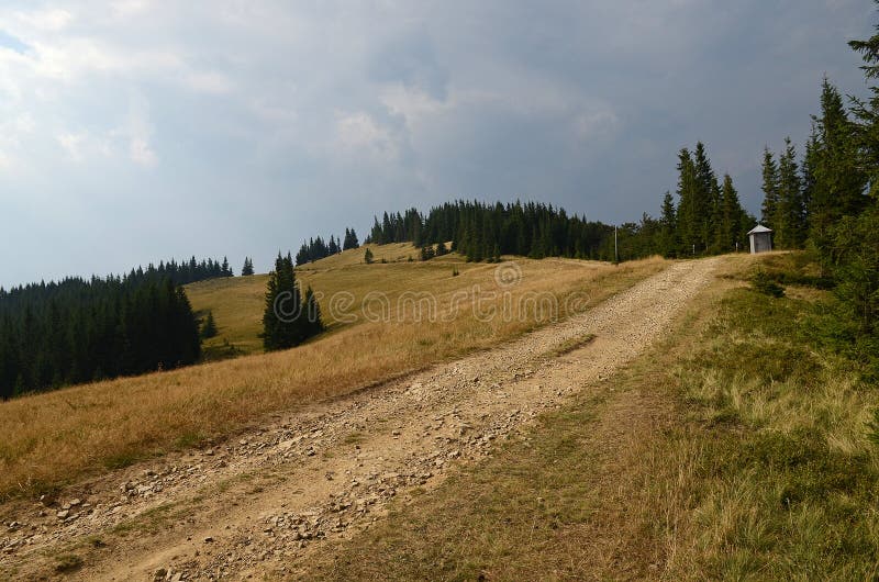 Dirt road high in the mountains among the tall pine trees against the blue sky.