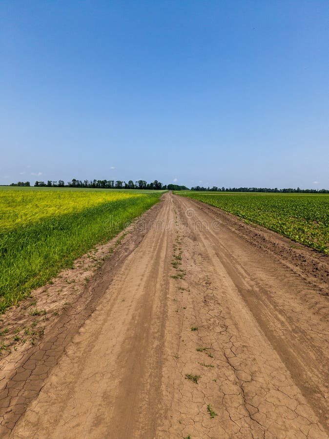 A dirt road in the middle of a field of green grass royalty free stock photos